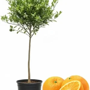 Navel Orange Tree Live Plant, 3-4 ft Tall, 5-Gallon Pot, Sweet Citrus Fruit - Image 6