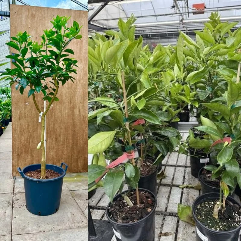 Navel Orange Tree Live Plant 3-4 Ft Tall in 5-Gallon Pot, Sweet Citrus Fruit Tree Outdoor - Image 3