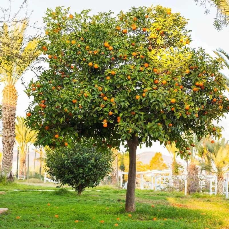 Navel Orange Tree Live Plant 3-4 Ft Tall in 5-Gallon Pot, Sweet Citrus Fruit Tree Outdoor - Image 6