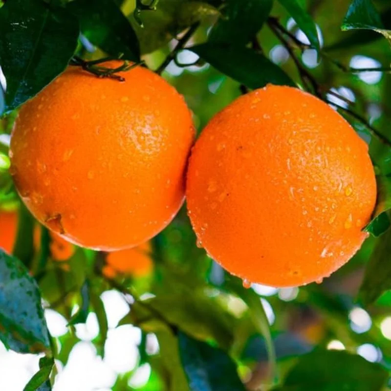 Navel Orange Tree Live Plant 3-4 Ft Tall in 5-Gallon Pot, Sweet Citrus Fruit Tree Outdoor - Image 8