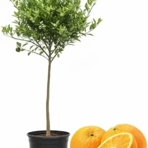 Navel Orange Tree Live Plant 3-4 Ft Tall in 5-Gallon Pot, Sweet Citrus Fruit Tree Outdoor - Image 1