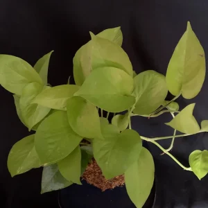 Neon Pothos Kokedama Live Plant - Japanese Moss Ball - Epipremnum aureum - 5 inch - Image 4