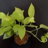 Neon Pothos Kokedama Live Plant - Japanese Moss Ball - Epipremnum aureum - 5 inch - Image 1