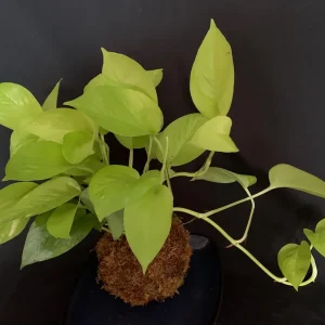 Neon Pothos Kokedama Live Plant - Japanese Moss Ball - Epipremnum aureum - 5 inch - Image 1