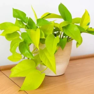 Neon Pothos Live Plant 4-6