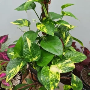 Neon Pothos Live Plant 4-6