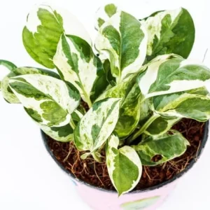Neon Pothos Live Plant 4-6