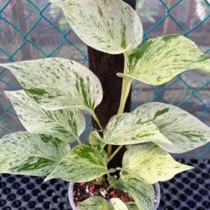 Neon Pothos Live Plant 4-6
