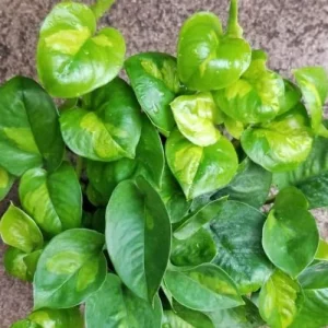 Neon Pothos Live Plant 4-6