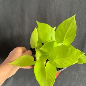 Neon Pothos Live Plant - Epipremnum aureum 'Neon' - 6