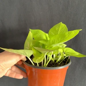 Neon Pothos Live Plant - Epipremnum aureum 'Neon' - 6