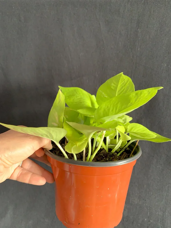 Neon Pothos Live Plant - Epipremnum aureum 'Neon' - 6" Pot - Indoor Trailing Vine - Image 3
