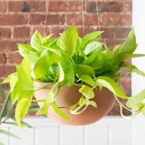 Neon Pothos Live Plant - Epipremnum aureum 'Neon' - 6