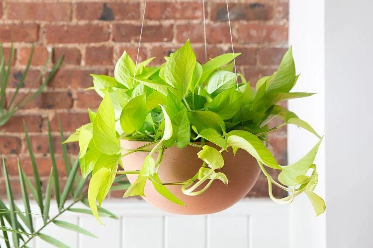 Neon Pothos Live Plant - Epipremnum aureum 'Neon' - 6" Pot - Indoor Trailing Vine - Image 4