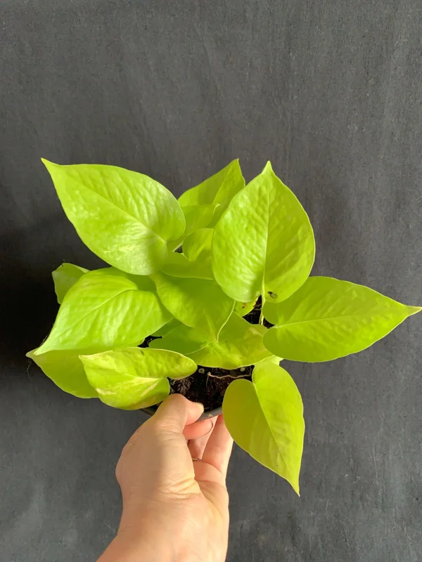 Neon Pothos Live Plant - Epipremnum aureum 'Neon' - 6" Pot - Indoor Trailing Vine - Image 1