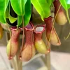 Nepenthes Pitcher Plant Live, Large Carnivorous Plant for Terrariums & Gardens, 8 Months Old Starter - Image 1