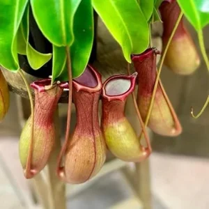 Nepenthes Pitcher Plant Live, Large Carnivorous Plant for Terrariums & Gardens, 8 Months Old Starter - Image 4