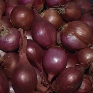 Nero Shallot Sets - Non-GMO Bulbs, Traditional Round Shape, Multiplier Onions for Planting - Image 2