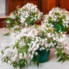 Night Blooming Jasmine Live Plant, 4 Pack, 4-6" Tall, Fragrant Flowering Shrub for Outdoor - Image 1