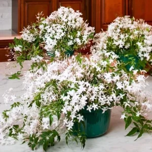Night Blooming Jasmine Live Plant, 4 Pack, 4-6
