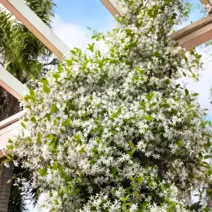 Night Blooming Jasmine Live Plant, 4 Pack, 4-6