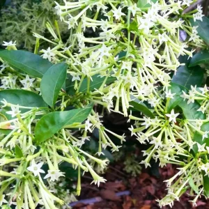 Night Blooming Jasmine Live Plant, 4 Pack, 4-6