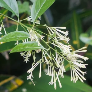 Night Blooming Jasmine Live Plant, 4 Pack, 4-6