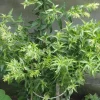 Night Blooming Jasmine Live Plant - Cestrum Nocturnum Shrub, 5-8" Tall - Image 1