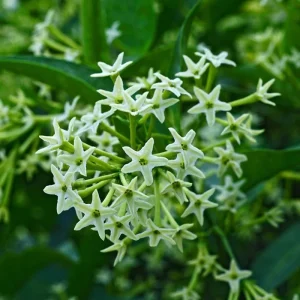 Night Blooming Jasmine Live Plant - Cestrum Nocturnum Shrub, 5-8