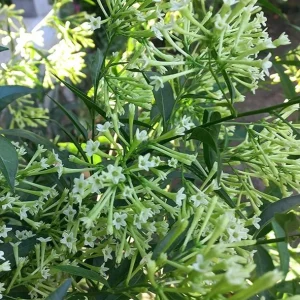 Night Blooming Jasmine Live Plant - Cestrum Nocturnum Shrub, 5-8