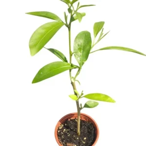 Night Blooming Jasmine Live Plant - Cestrum Nocturnum Shrub, 5-8