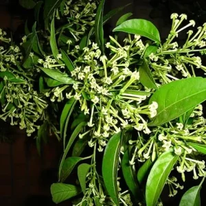 Night Blooming Jasmine Live Plant - Fragrant Climbing Vine, 5-9 Inches Tall, Outdoor - Image 2