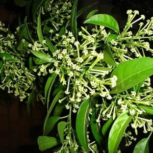 Night Blooming Jasmine Live Plant - Fragrant Climbing Vine, 5-9 Inches Tall, Outdoor - Image 3