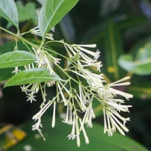 Night Blooming Jasmine Live Plant – Pack of 3 Starter Plants 4-8