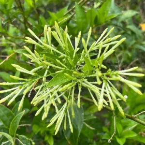 Night Blooming Jasmine Live Plant – Pack of 3 Starter Plants 4-8