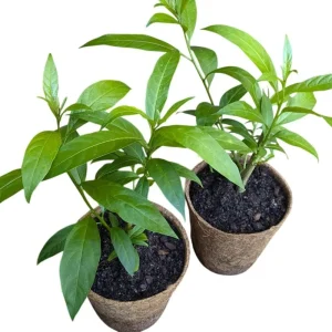 Night Blooming Jasmine Live Plant Set - 2 Cestrum Nocturnum 5-8
