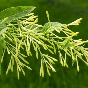 Night Blooming Jasmine Live Plant Set - 2 Cestrum Nocturnum 5-8