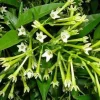 Night Blooming Jasmine Live Plant Set - 2 Cestrum Nocturnum 5-8" Tall - Image 1
