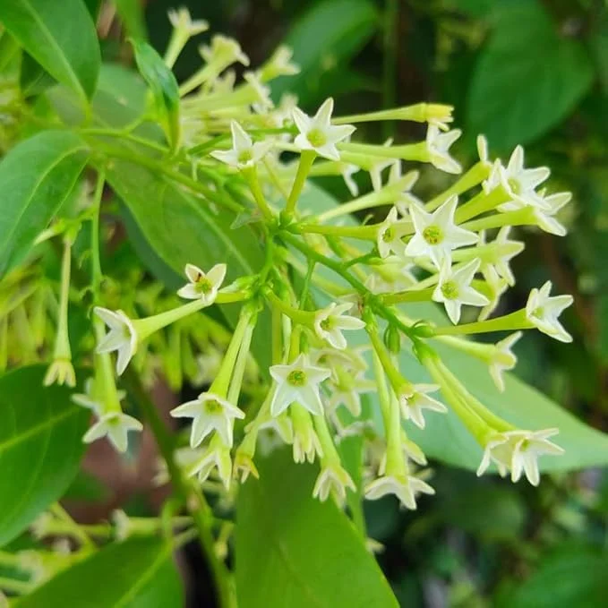 Night Blooming Jasmine Live Plants - 3 Pack, 4-6 Inches, Fragrant - Image 3