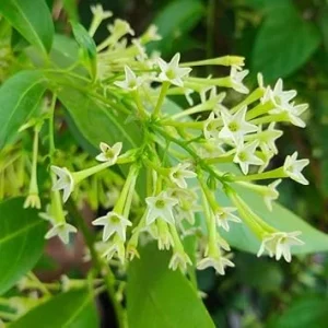 Night Blooming Jasmine Live Plants - 3 Pack, 4-6 Inches, Fragrant - Image 4