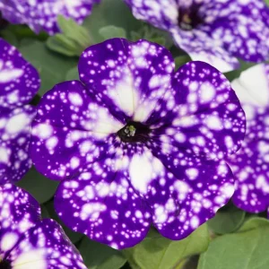 Night Sky Petunia Live Plants - 2 Bicolor Blue Petunias, 3-6