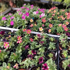 Night Sky Petunia Live Plants - 2 Bicolor Blue Petunias, 3-6