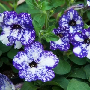 Night Sky Petunia Live Plants - 2 Bicolor Blue Petunias, 3-6