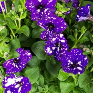 Night Sky Petunia Live Plants - 2 Bicolor Blue Petunias, 3-6