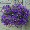 Night Sky Petunia Live Plants - 2 Bicolor Blue Petunias, 3-6" Tall Starter Plants, Outdoor Trailing Flowers - Image 1