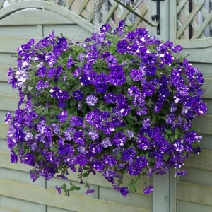 Night Sky Petunia Live Plants - 2 Bicolor Blue Petunias, 3-6