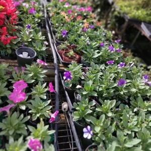 Night Sky Petunia Live Plants - 4 Pack, Bicolor Blue Flowers, Trailing, 3-6