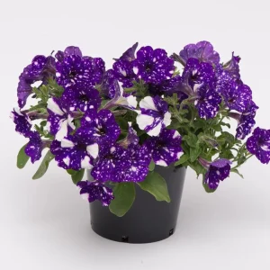 Night Sky Petunia Live Plants - 4 Pack, Bicolor Blue Flowers, Trailing, 3-6