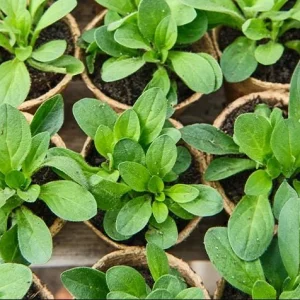 Night Sky Petunia Live Plants - 4 Pack, Bicolor Blue Flowers, Trailing, 3-6