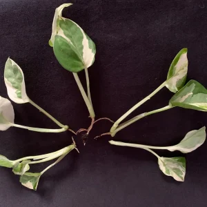 N'Joy Pothos Cuttings - Epipremnum aureum N Joy - Variegated Trailing Plant for Indoors - Image 10